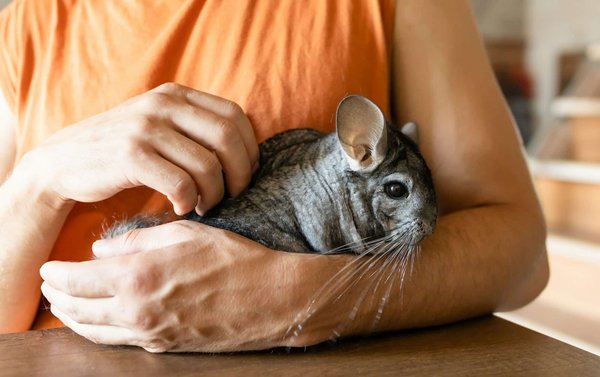 What's the Ideal Temperature Range for a Pet Chinchilla's Environment?